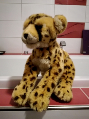 gepard-waschen_teddy-hermann_01.jpg