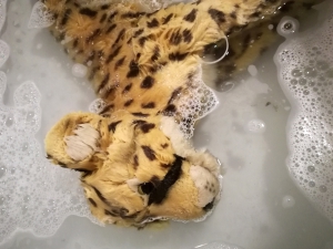 gepard-waschen_teddy-hermann_02.jpg